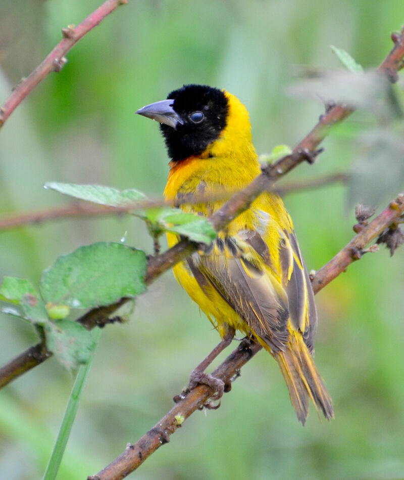 Black-headed Weaver male adult, identification