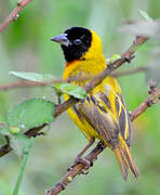 Black-headed Weaver