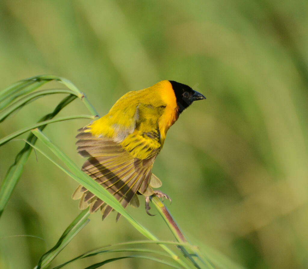 Black-headed Weaver male adult, identification