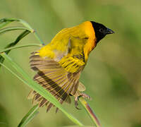 Black-headed Weaver