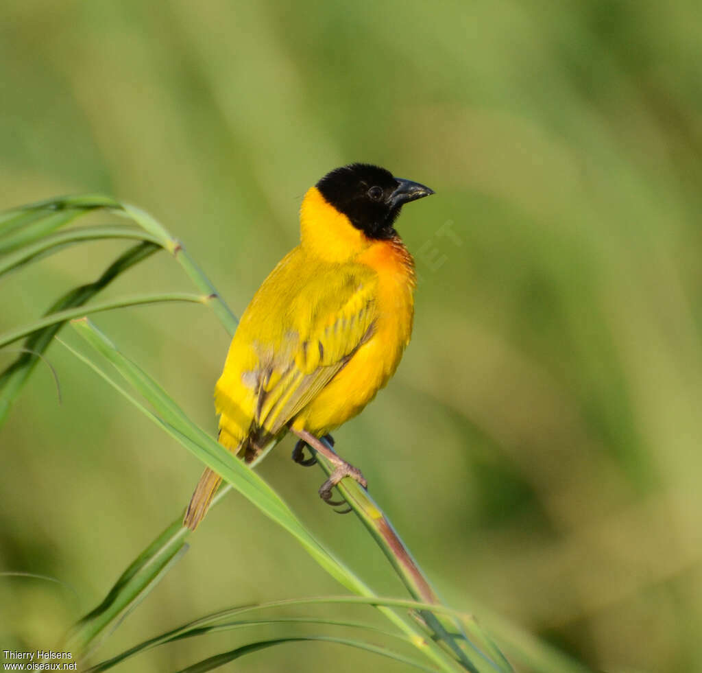 Black-headed Weaver male adult breeding, identification