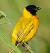 Black-headed Weaver