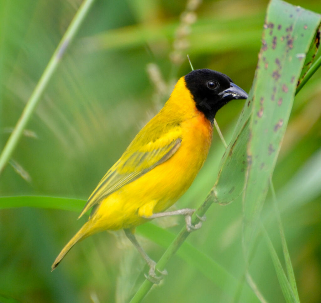 Black-headed Weaver male adult