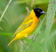 Black-headed Weaver