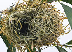 Black-headed Weaver