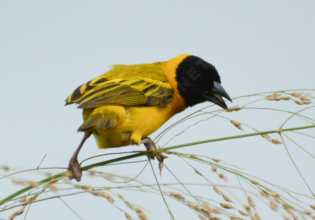 Black-headed Weaver male adult breeding, identification