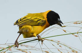 Black-headed Weaver