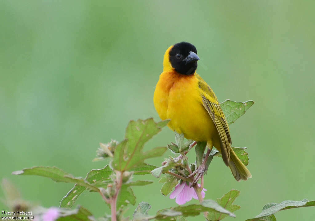 Black-headed Weaver male adult breeding, close-up portrait