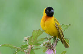 Black-headed Weaver