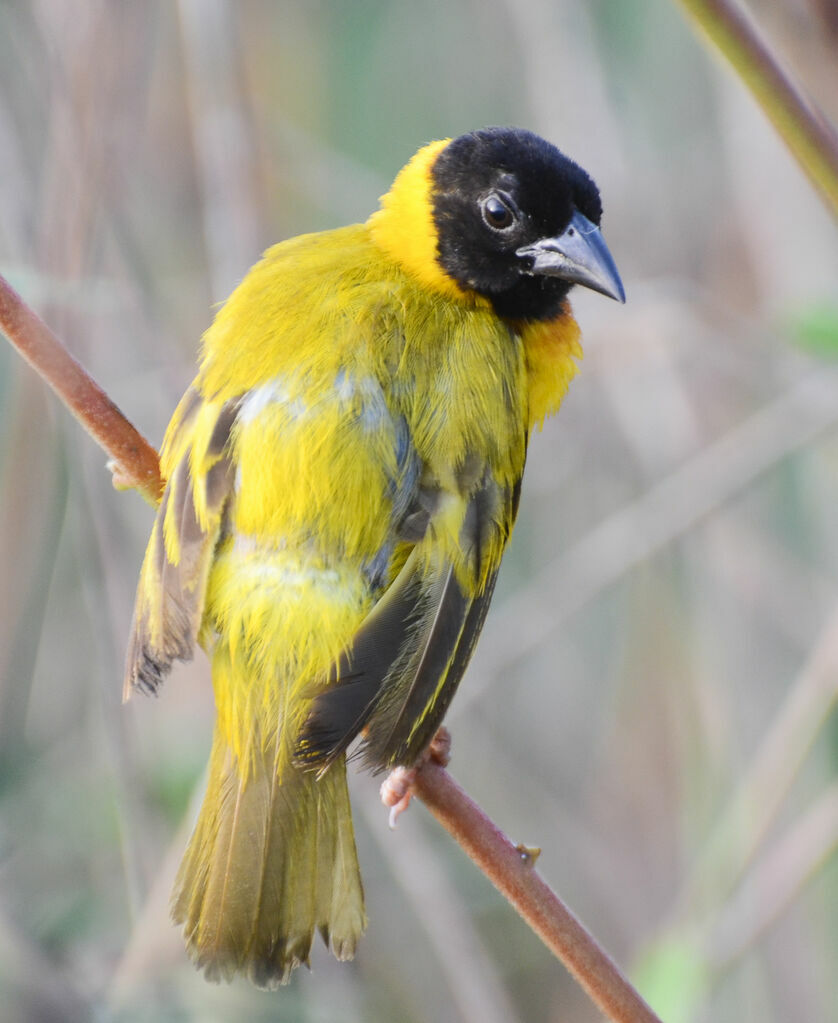 Black-headed Weaveradult