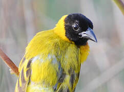 Black-headed Weaver