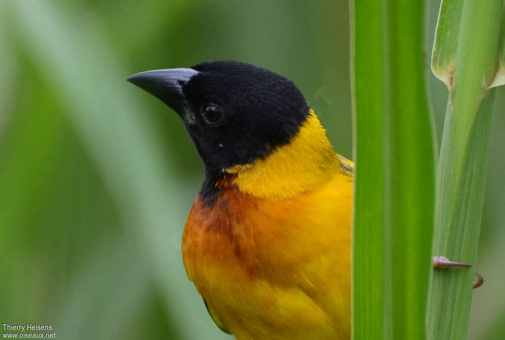 Black-headed Weaveradult breeding, close-up portrait