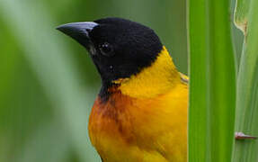 Black-headed Weaver