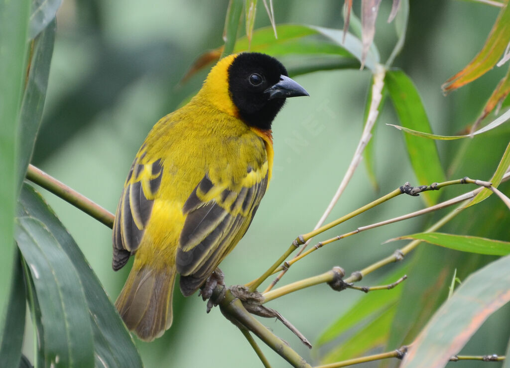 Black-headed Weaveradult breeding, identification