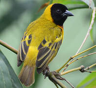 Black-headed Weaver