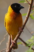 Black-headed Weaver