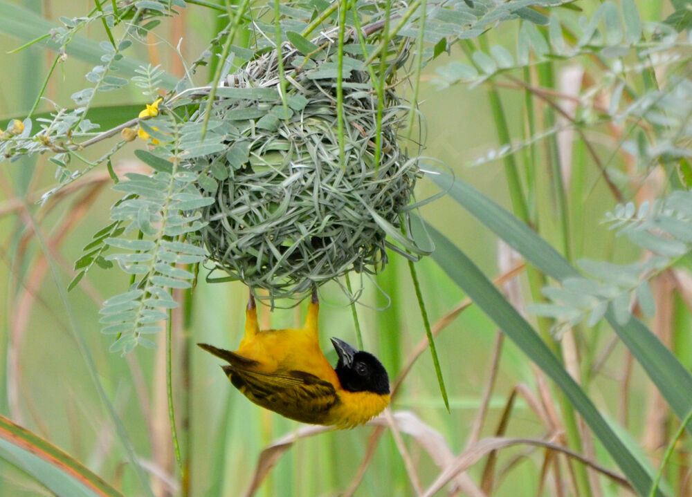 Black-headed Weaver male adult, identification, Reproduction-nesting