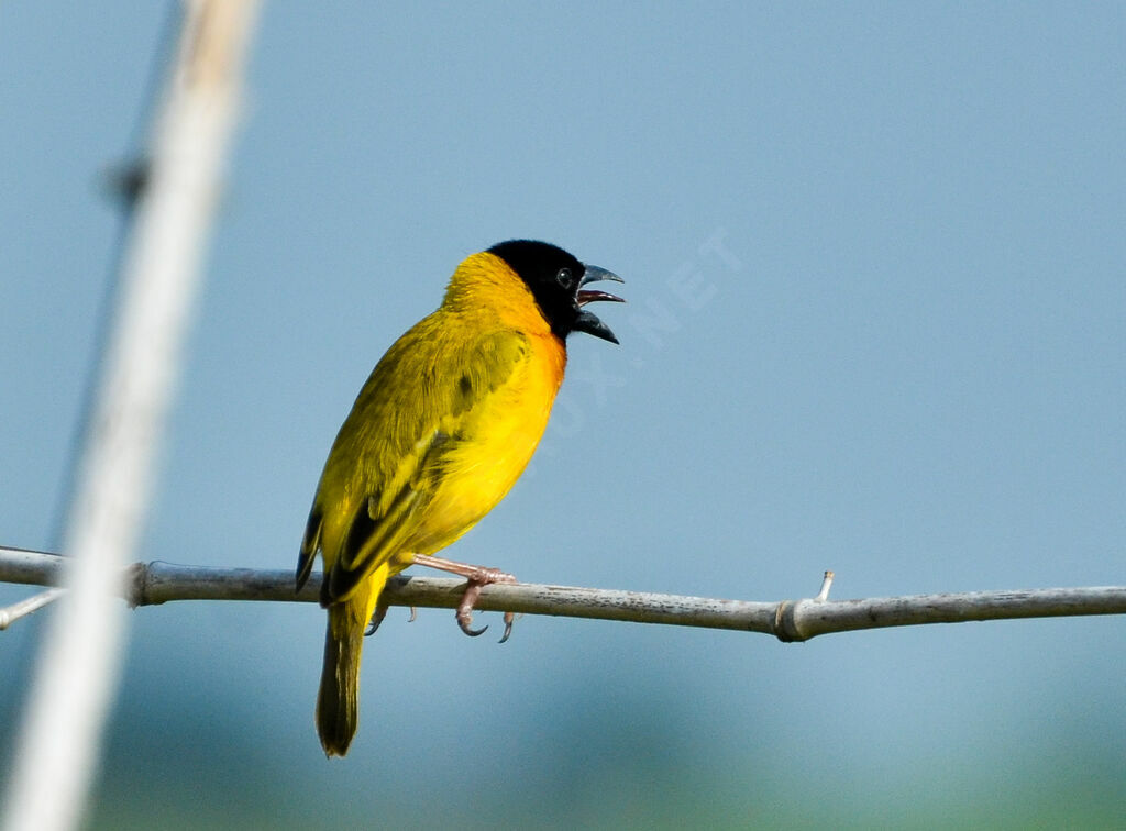 Black-headed Weaveradult, identification