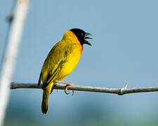 Black-headed Weaver