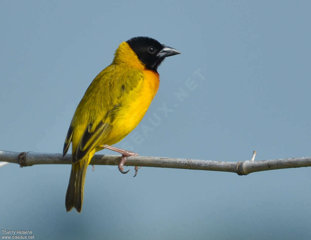 Black-headed Weaver male adult breeding, identification