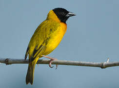 Black-headed Weaver