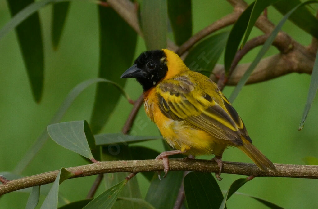 Tisserin à tête noireadulte, identification