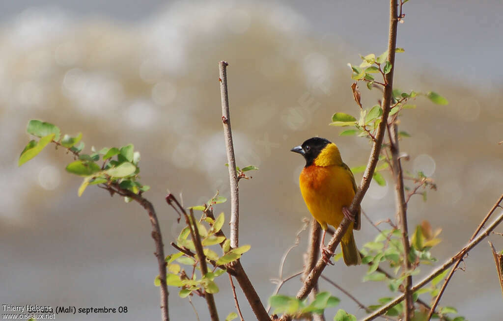 Black-headed Weaver male adult breeding, identification