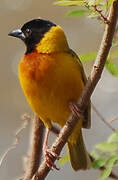 Black-headed Weaver