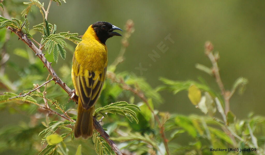 Black-headed Weaveradult breeding, identification