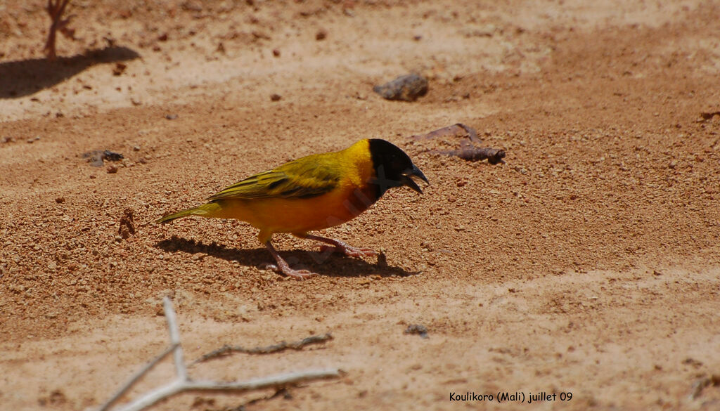 Black-headed Weaveradult, identification