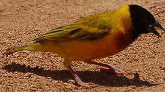 Black-headed Weaver