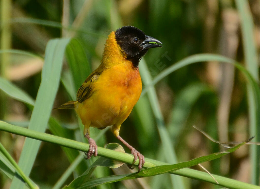 Black-headed Weaver male adult, identification