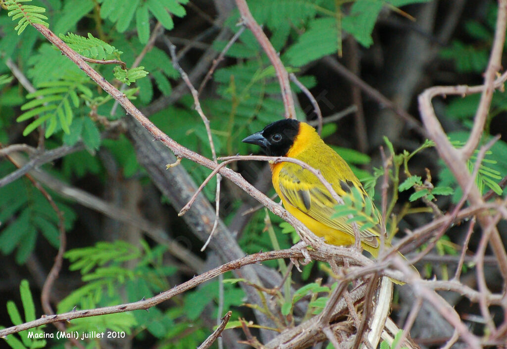 Tisserin à tête noire mâle adulte, identification