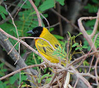 Black-headed Weaver