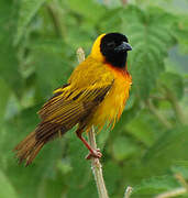 Black-headed Weaver