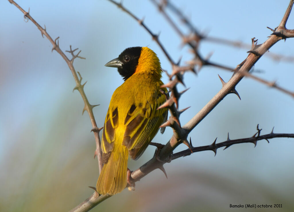 Black-headed Weaveradult breeding, identification