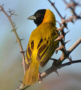 Black-headed Weaver