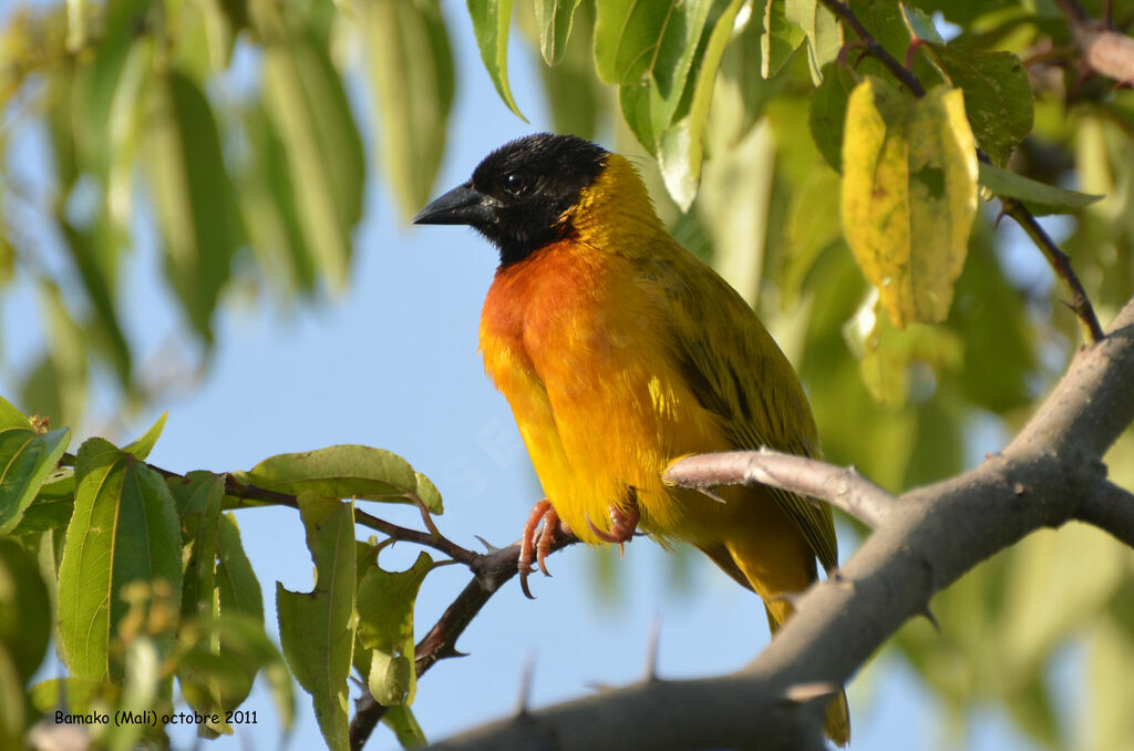 Black-headed Weaveradult breeding, identification