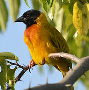 Black-headed Weaver