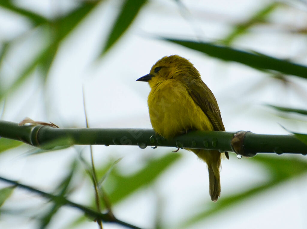 Slender-billed Weaver female adult, identification