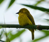 Slender-billed Weaver