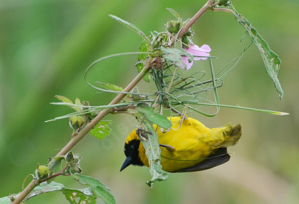 Slender-billed Weaver male adult, Reproduction-nesting