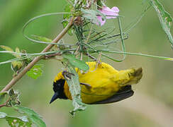 Slender-billed Weaver