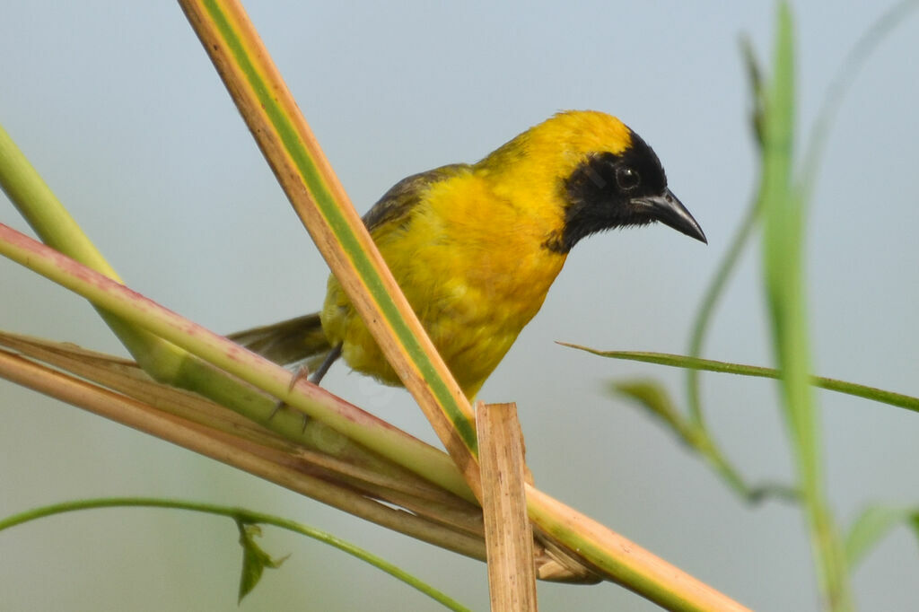 Slender-billed Weaver male adult breeding