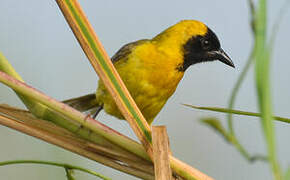 Slender-billed Weaver