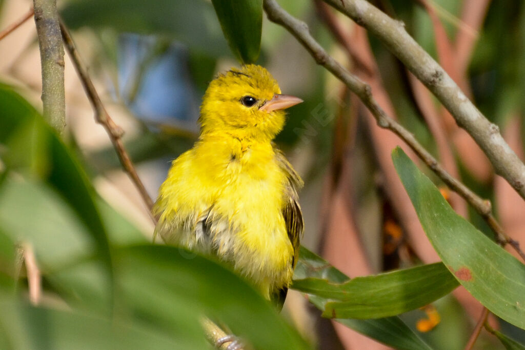 Slender-billed Weaver female adult