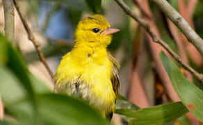 Slender-billed Weaver