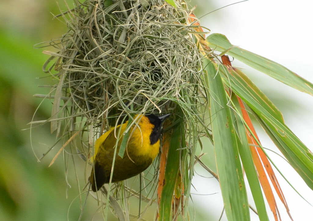 Slender-billed Weaveradult breeding, identification, Reproduction-nesting