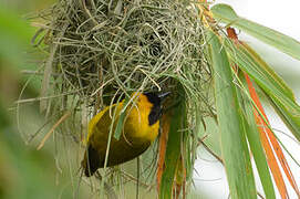 Slender-billed Weaver