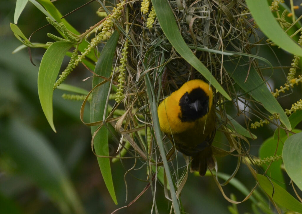 Slender-billed Weaver male adult, Reproduction-nesting